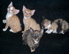 likoma'sdevonrexundferdezuchtneu004.jpg