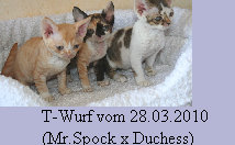 likoma'sdevonrexundferdezuchtneu058.jpg