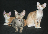 likoma'sdevonrexundferdezuchtneu060.jpg