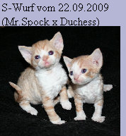 likoma'sdevonrexundferdezuchtneu061.jpg