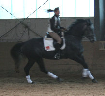 likoma'sdevonrexundferdezuchtneu085.jpg