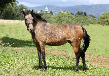 likoma'sdevonrexundferdezuchtneu090.jpg